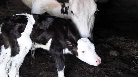 Cow and calf Stock Footage 100323003