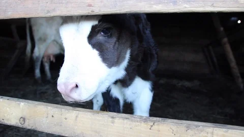 Cow and calf Stock Footage 100323006