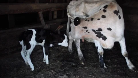 Cow and calf Stock Footage 100323010