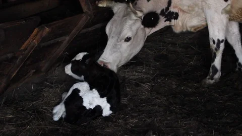 Cow and calf Stock Footage 100323016