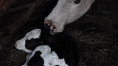 Cow and calf Stock Footage 100323030