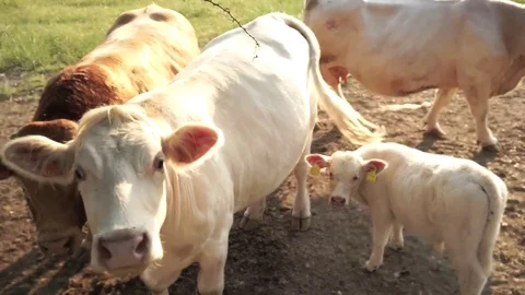 Cow and calf watch the camera 스톡 동영상 76073329