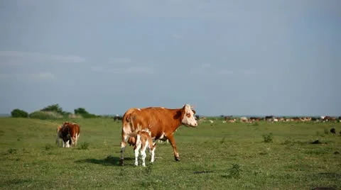 Cow and calves Stock Footage 24653064