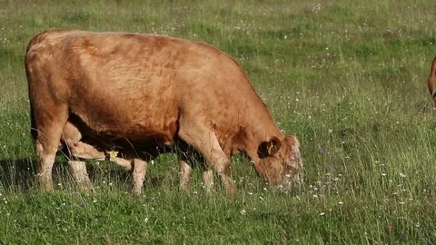 Cow and calves Stock Footage 80243158