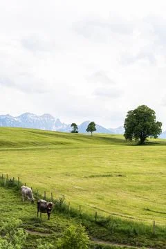 Cow and Clouds Stockfoto's
