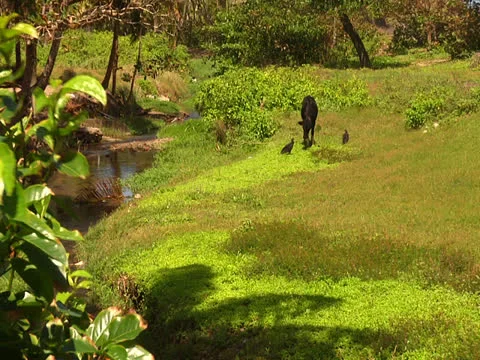 Cow and Corbeaux Stock Footage 25947300