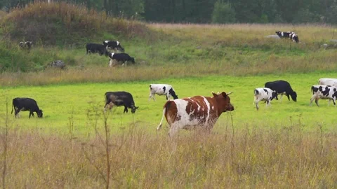 Cow and field Stock Footage 122392672