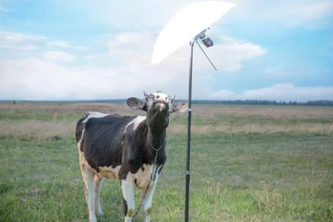Cow and field of grass Stock Photos