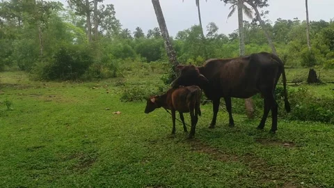 Cow and her calf standing in a lush green pasture surrounded by tropical trees Stock Footage 299612864