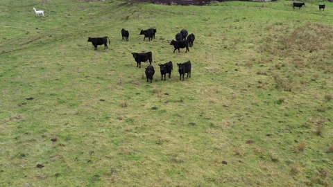 Cow and Silo Pull Away 4k 30fps Stock Footage 144741040