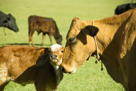 Cow and son Stock Photos