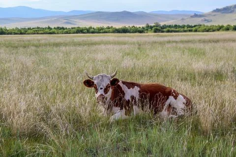 Cow annoyed by flies while lying on summer meadow Stock Photos