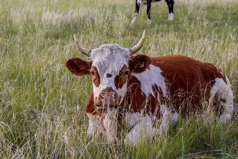 Cow annoyed by flies while lying on summer meadow Foto stock