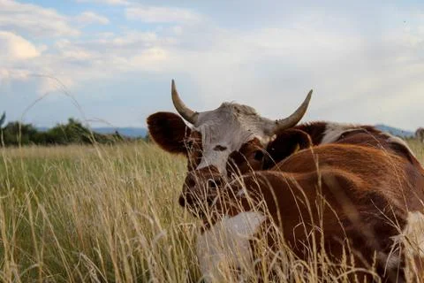 Cow annoyed by flies while lying on summer meadow Stock Photos
