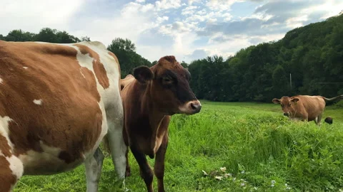 Cow is annoyed by insects while grazing on grass behind small fence Stock Footage 144708498