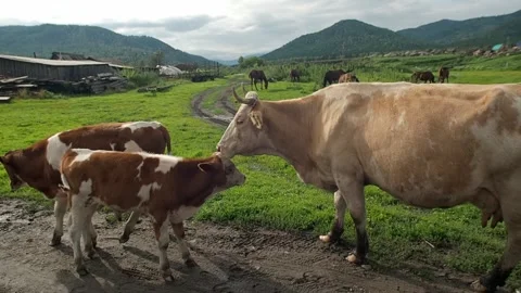A cow approaches a calf. Stock Footage 260842477