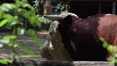 Cow (arc camera movement) Stock Footage 280861922