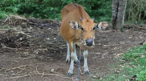 Cow. Asia. Stock Footage