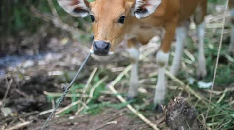 Cow. Asia. Stock Footage