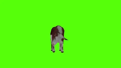 Cow Attack Green Screen Animation 4k Rendering Stock Footage 296980503