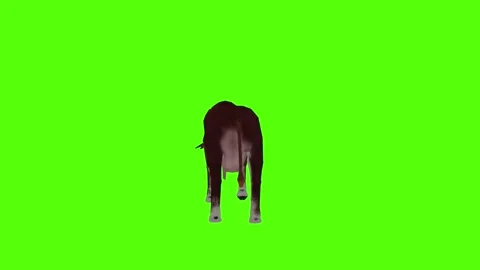 Cow Attack Green Screen Animation 4k Rendering Stock Footage 296980520