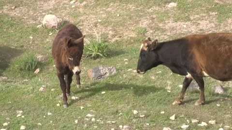 Cow attacks the donkey Stock Footage 102905677