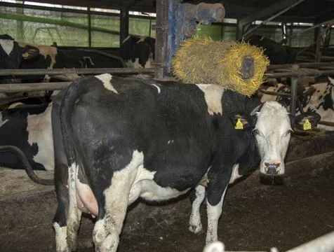 Cow with automatic scratching machine Stock Photos