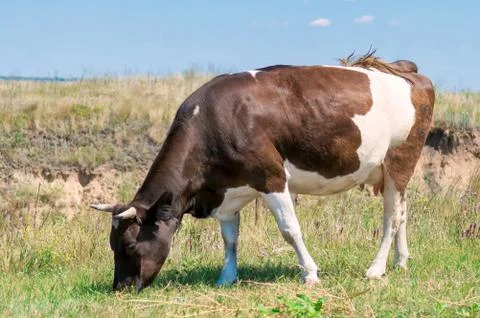 Cow on a background of green vegetation Stock Photos