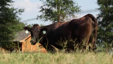 Cow with Barn in background Stock Footage 139822756