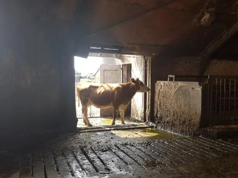 Cow in barn backlight Stock Photos