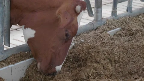 The cow in the barn eats food. Close-up. 動画素材 135440101