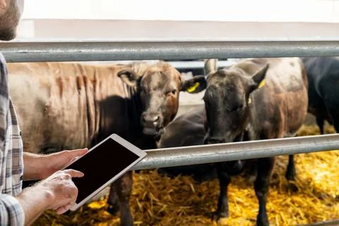 Cow barn with farmer using digital device for livestock monitoring Stock Photos