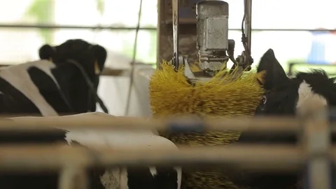 The cow in the barn, fluffer Stock Footage 73553914
