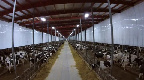 Cow barn fly through Video stock 52828447