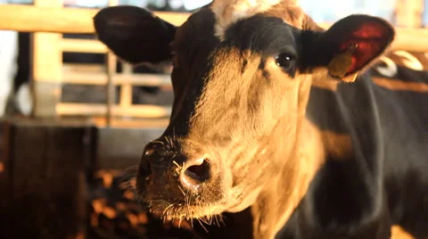 Cow in the Barn Stock Footage 49696235