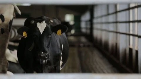 The cow in the barn Stock Footage 73554301