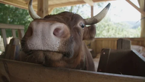 Cow in a barn Stockbeeldmateriaal 89343133