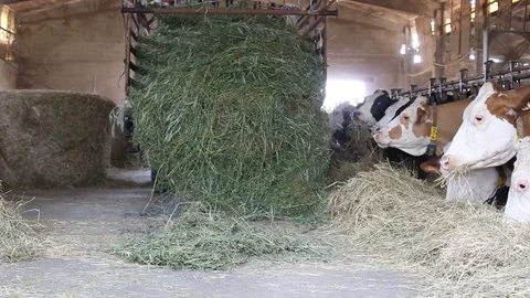 Cow in the barn Stock Footage 89549830