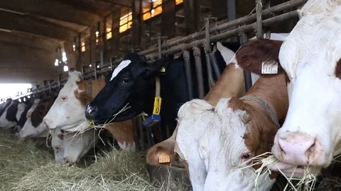 Cow in the barn Stock Footage 89550993