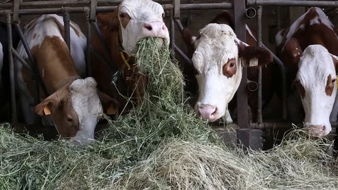 Cow in the barn Stock Footage 89551151