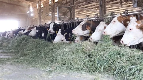 Cow in the barn Stock Footage 89551635