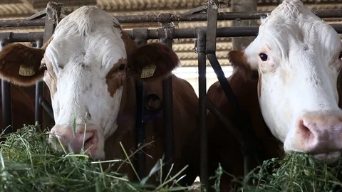Cow in the barn Stock Footage 89552235