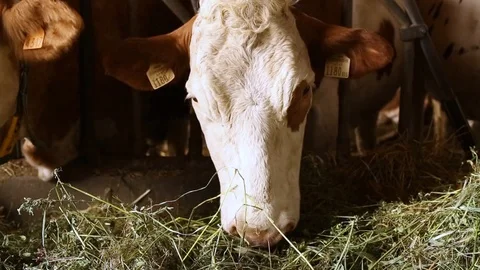 Cow in the barn Stock Footage 89552460