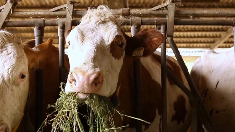 Cow in the barn Stock Footage 89552682