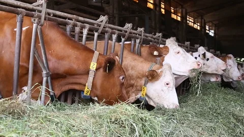 Cow in the barn Stock Footage 89552971
