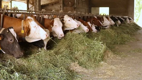 Cow in the barn Stock Footage 89553160
