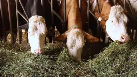 Cow in the barn Stock Footage 89553316