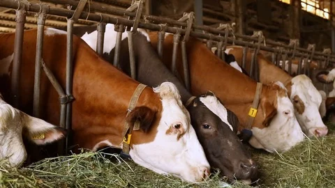 Cow in the barn Stock Footage 89553419