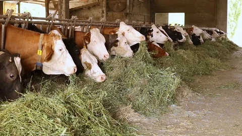 Cow in the barn Stock Footage 89553531