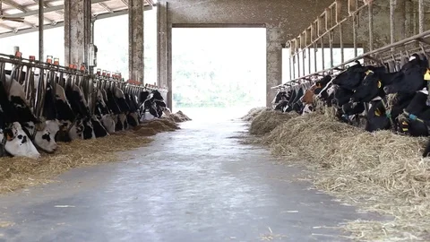 Cow in the barn Stock Footage 89553870